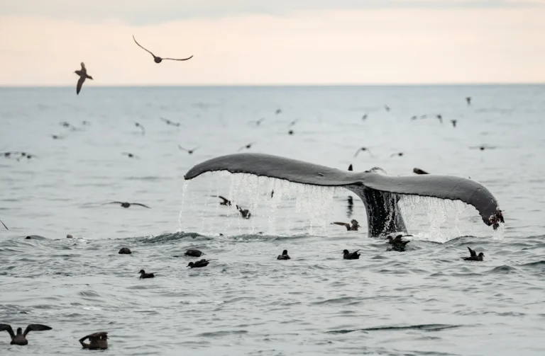 Whale Watching in Pleasant Bay: What to Actually Expect