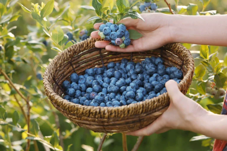 U-Pick Farms Near Halifax: Where to Go When the Fruit Might Be Gone