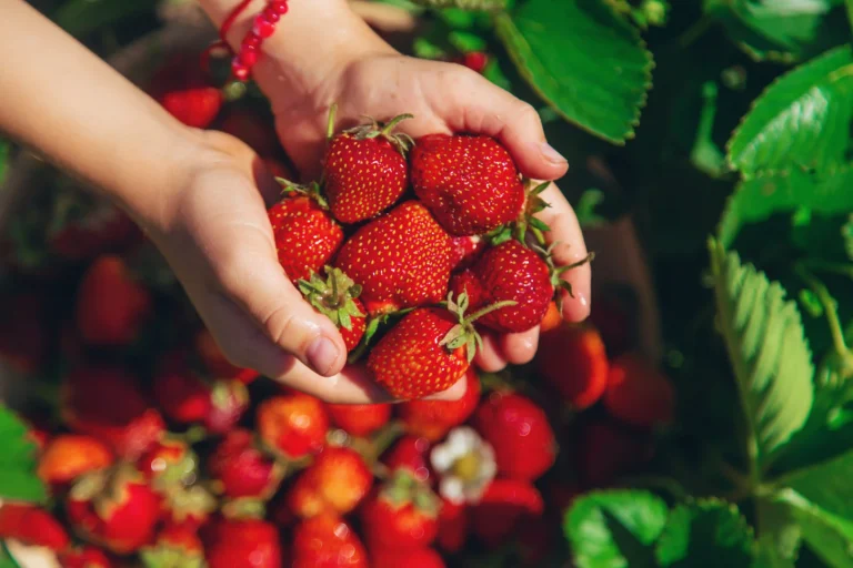 Best Annapolis Valley Farm Stops: Markets, Orchards, U-Pick