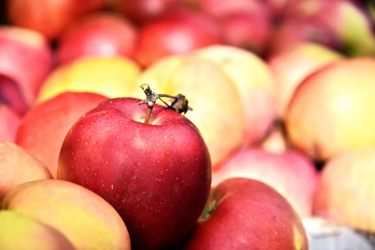 Annapolis Valley in Fall: Apples, Colour, Farms, Short Trips