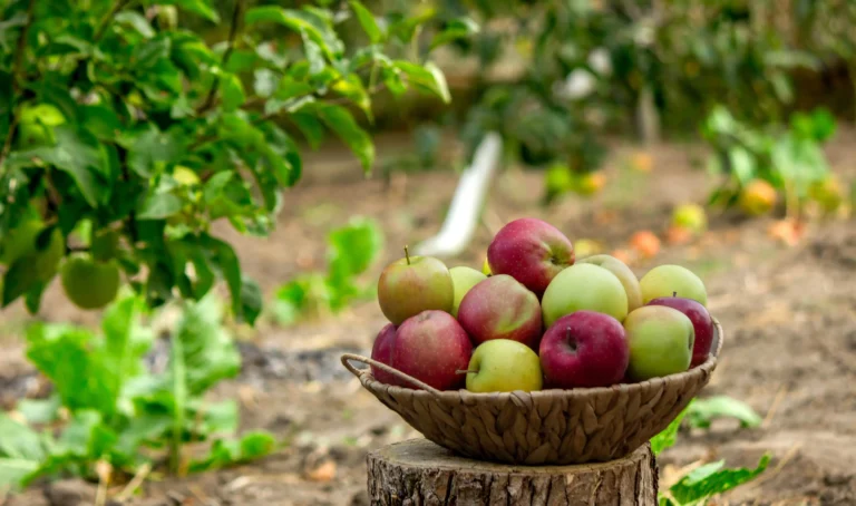 Annapolis Valley with Kids: Easy Stops, Farms, Tides