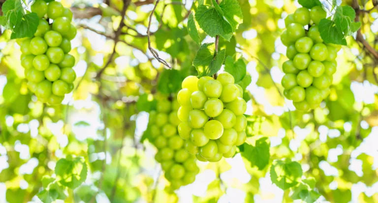 Wolfville Wineries Without Pretending You Are a Wine Expert