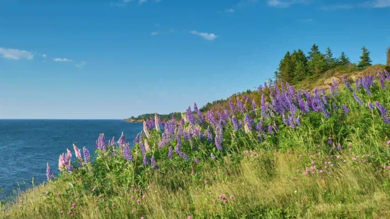 Eastern Shore Nova Scotia Travel Guide: Beaches, Parks, and Quiet Coastal Stops